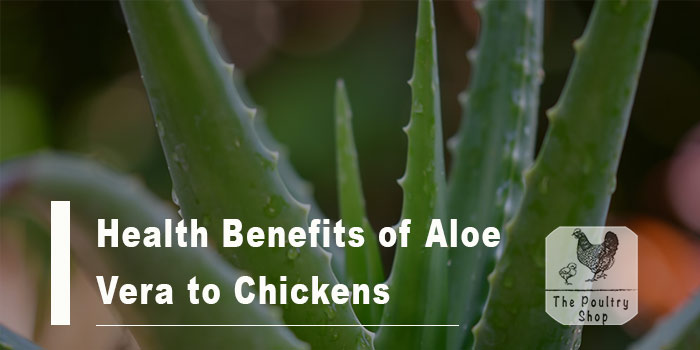 Health Benefits of Aloe Vera to Chickens