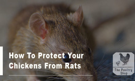How To Protect Your Chickens From Rats