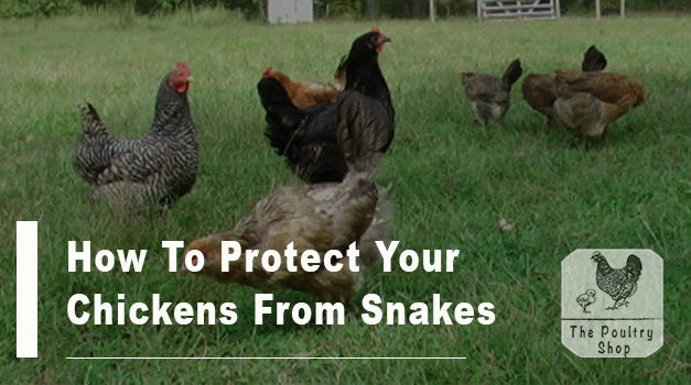 How To Protect Your Chickens From Snakes
