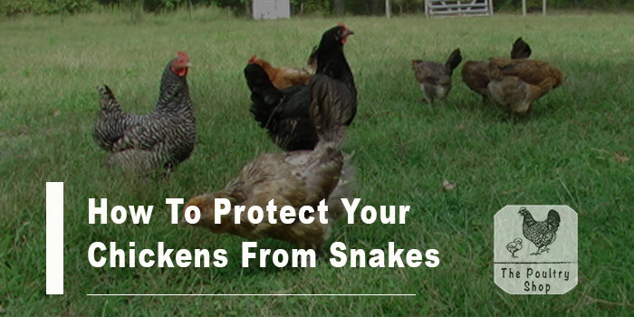 How To Protect Your Chickens From Snakes