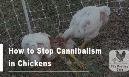 How to Stop Cannibalism in Chickens