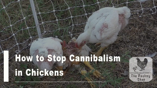 How to Stop Cannibalism in Chickens