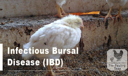 Infectious Bursal Disease (IBD)