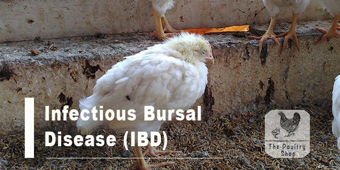 Infectious Bursal Disease (IBD)
