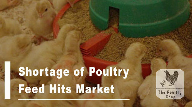 Shortage of Poultry Feed Hits Market