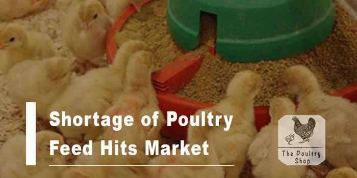 Shortage of Poultry Feed Hits Market