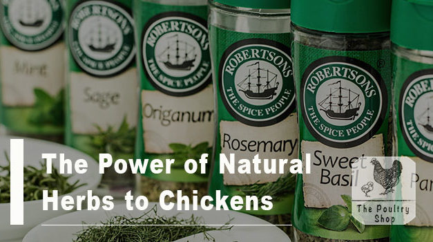 The Power of Natural Herbs to Chickens