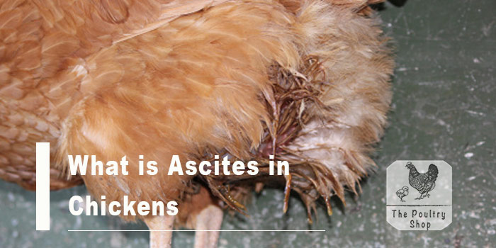 What is Ascites in Chickens?