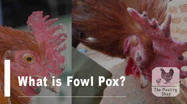 What is Fowl Pox?