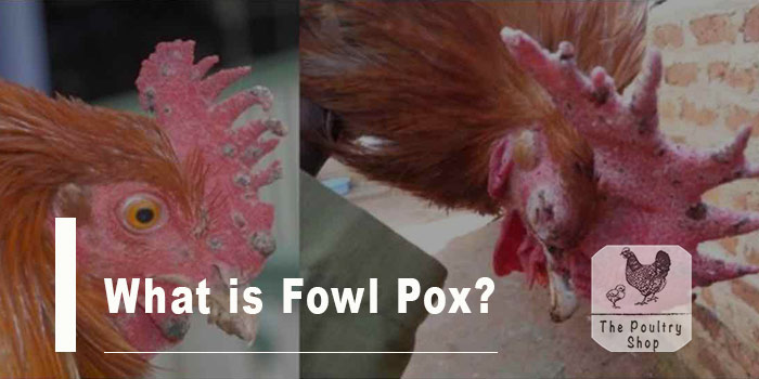 What is Fowl Pox?
