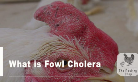 What is Fowl Cholera