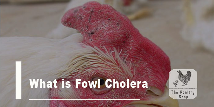 What Is Fowl Cholera The Poultry Shop