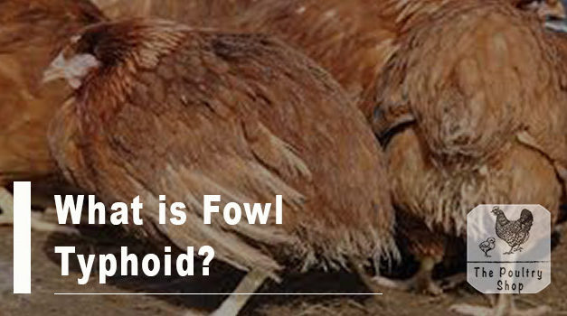 What is Fowl Typhoid?