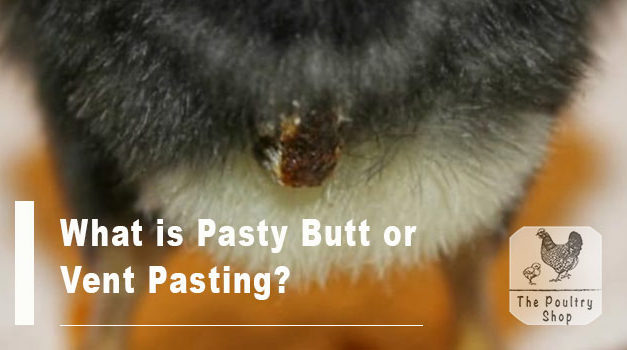 What is Pasty Butt?