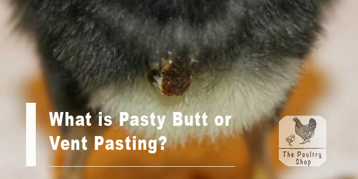 What is Pasty Butt?