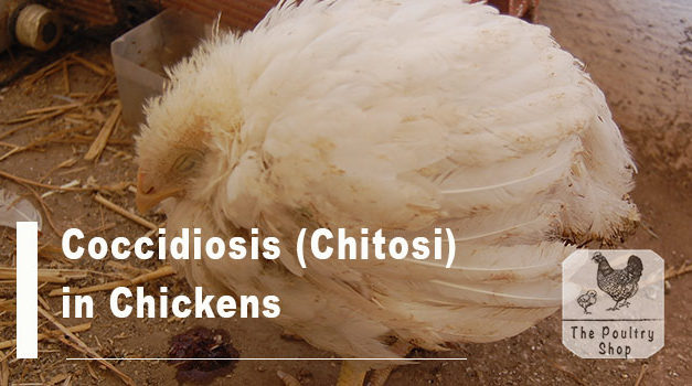 Coccidiosis (Chitosi) in Chickens