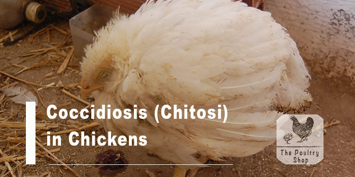 Coccidiosis Chitosi In Chickens The Poultry Shop