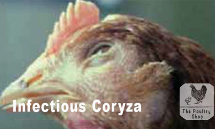 Infectious Coryza