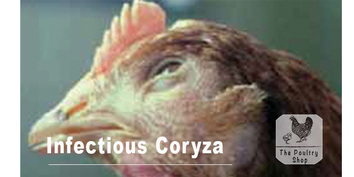 Infectious Coryza