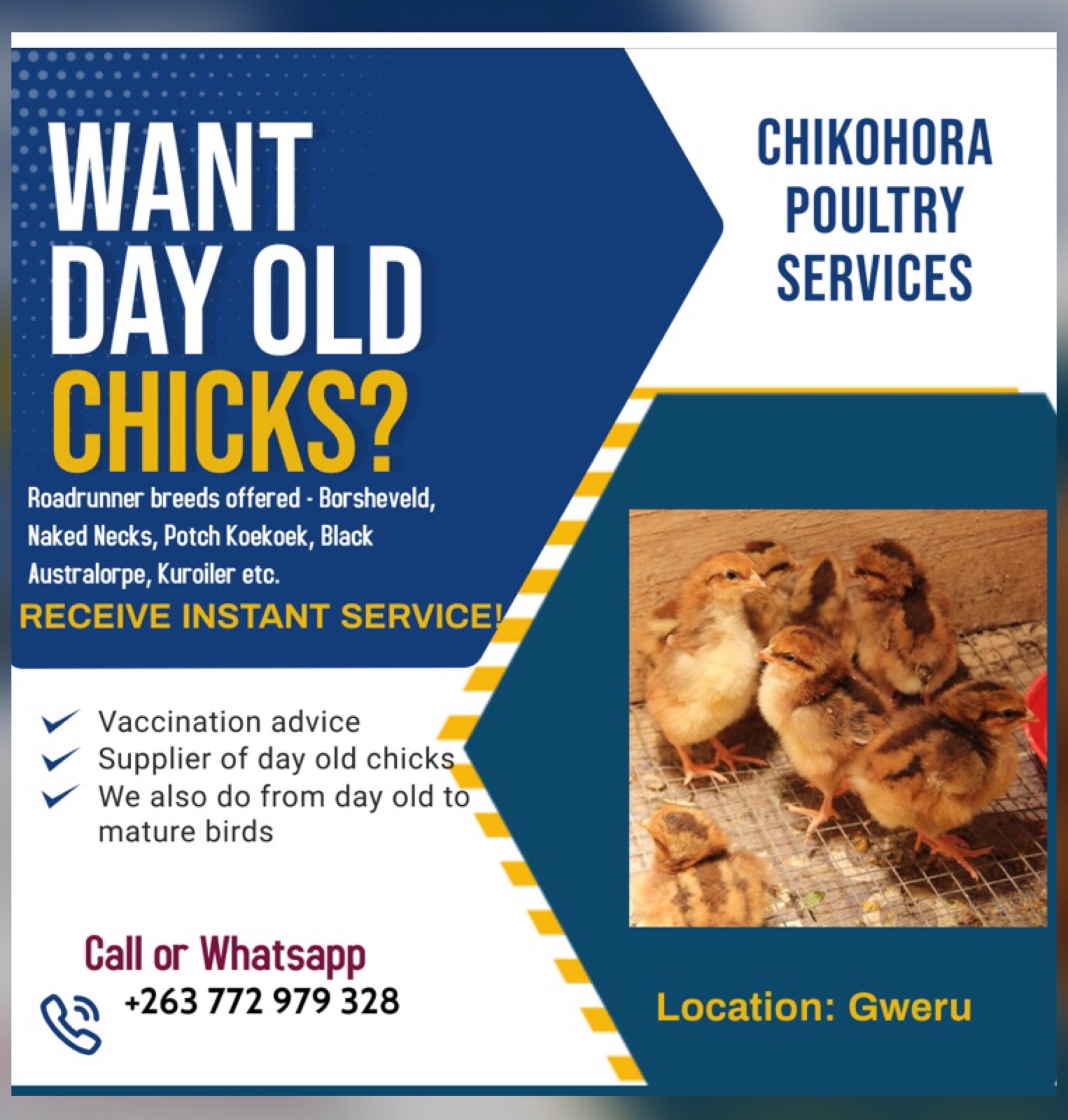 Chikohora Poultry Services
