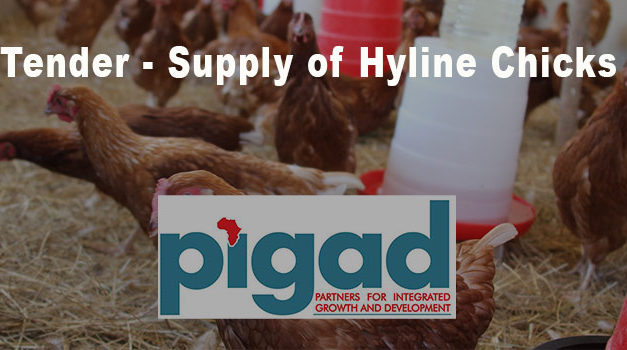 Pigad Flights Tender for the Supply of Hyline or H & N Layer Day Old Chicks