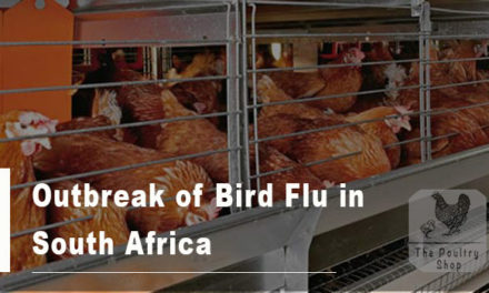 ALERT: Outbreak of Highly Pathogenic Avian Influenza (Bird flu) in South Africa