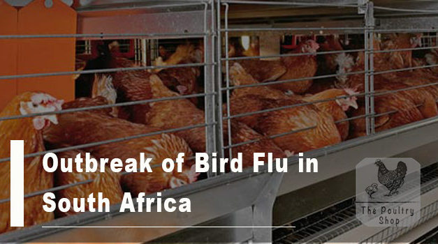 ALERT: Outbreak of Highly Pathogenic Avian Influenza (Bird flu) in South Africa