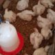 FARM FRESH LIVE/DRESSED BIG BROILERS FOR SALE