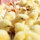 Top quality day old broilers and fertile eggs for sale.