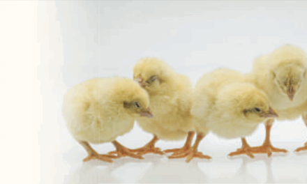 Job vacancy – Head of Poultry (Kent Estate)