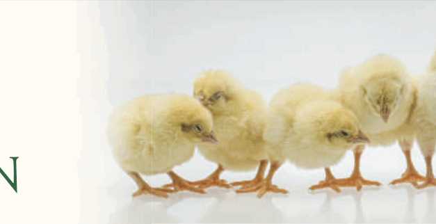 Job vacancy – Head of Poultry (Kent Estate)